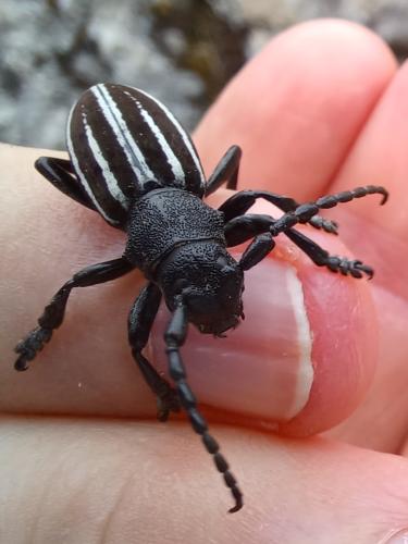 Iberodorcadion fuliginator navaricum
